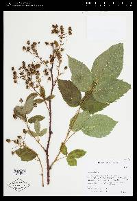 Rubus canadensis image