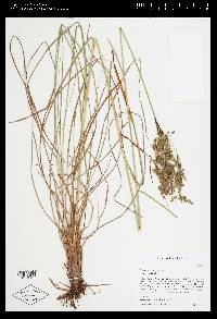 Scirpus atrocinctus image