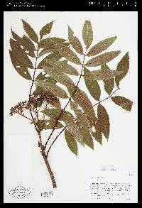 Sorbus americana image