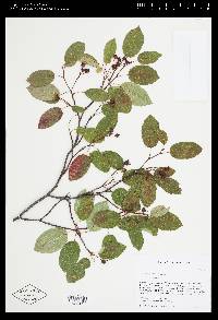 Amelanchier laevis image