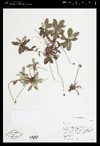 Hieracium pilosella image