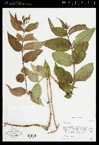 Diervilla lonicera image