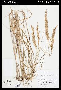 Calamagrostis canadensis var. canadensis image