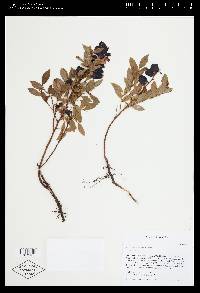 Vaccinium angustifolium image