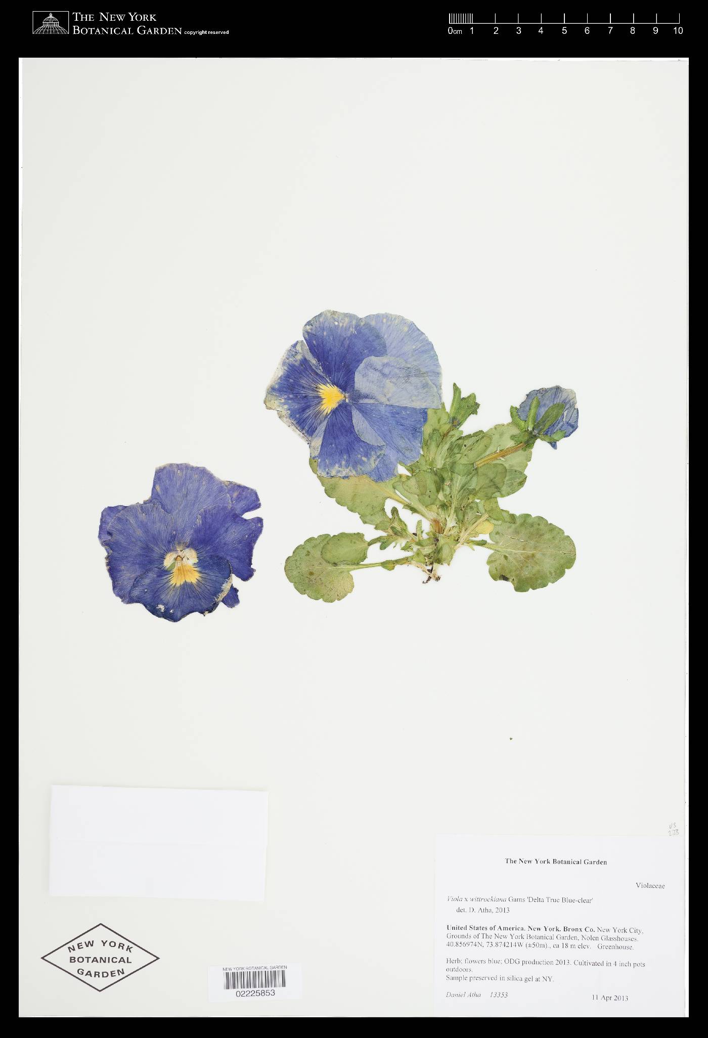 Viola x wittrockiana image