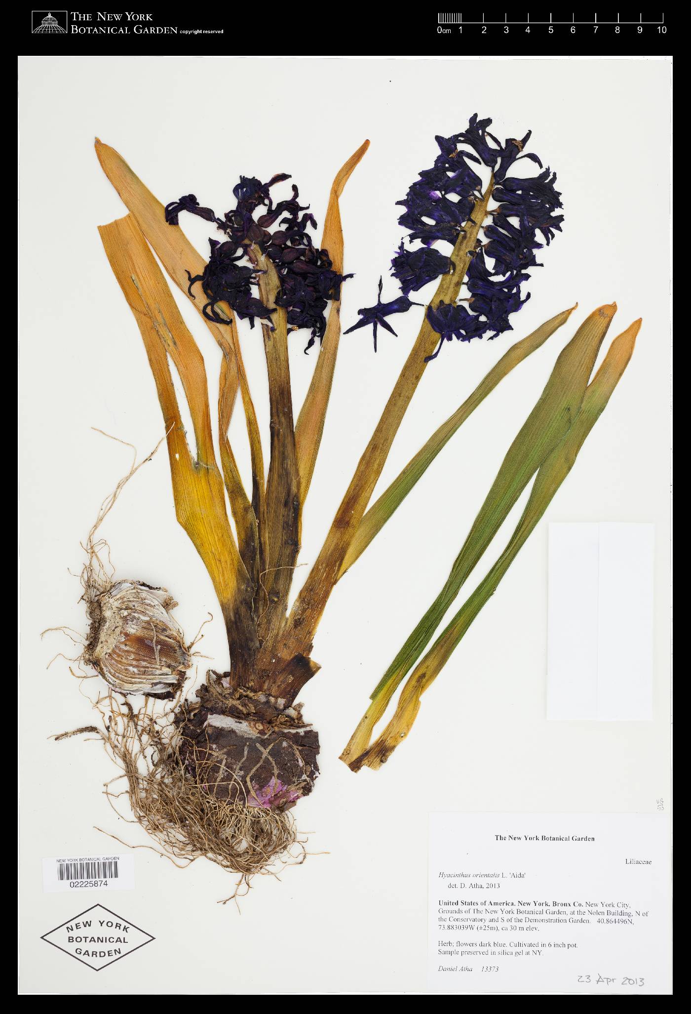 Hyacinthus orientalis image