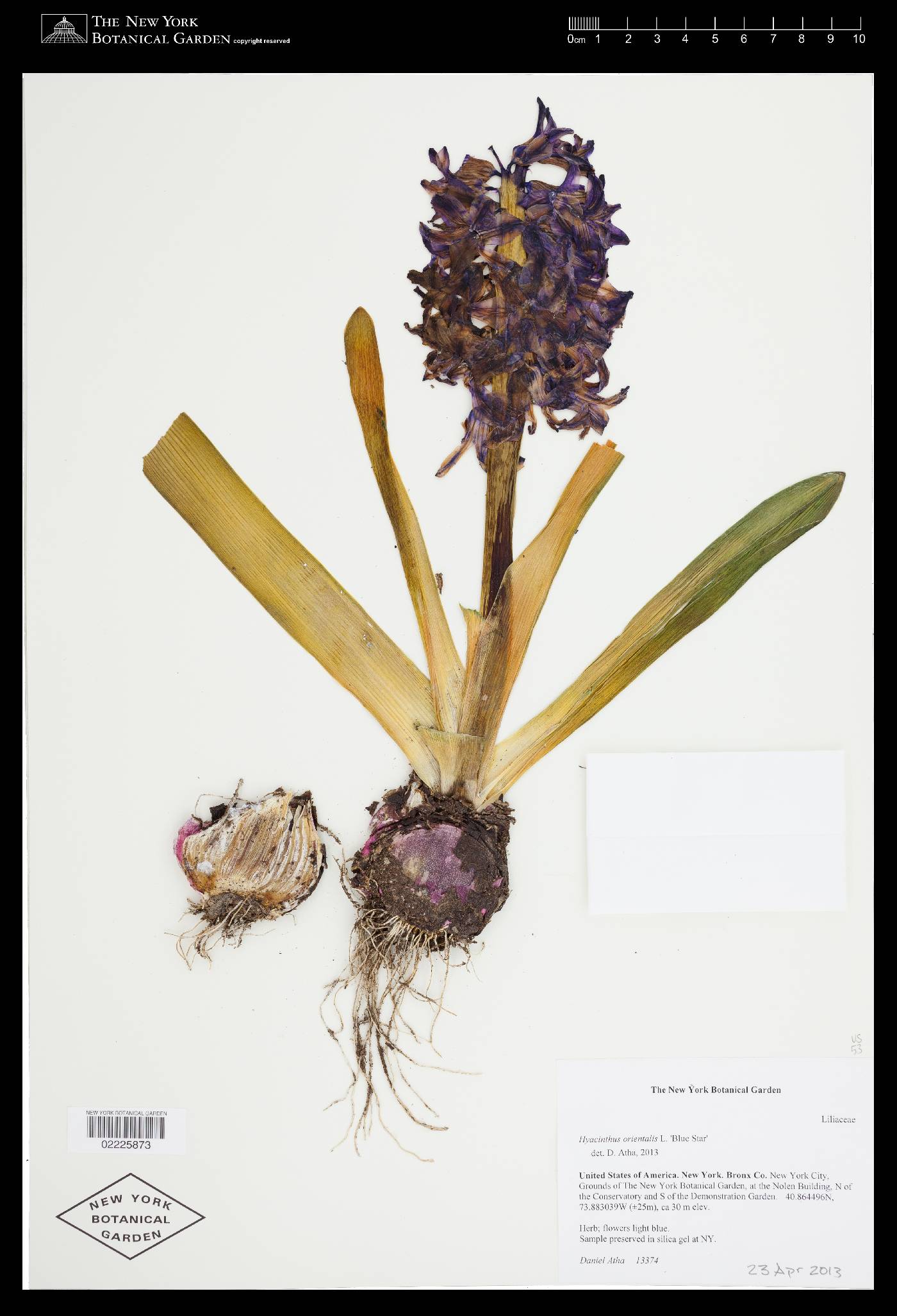 Hyacinthus orientalis image