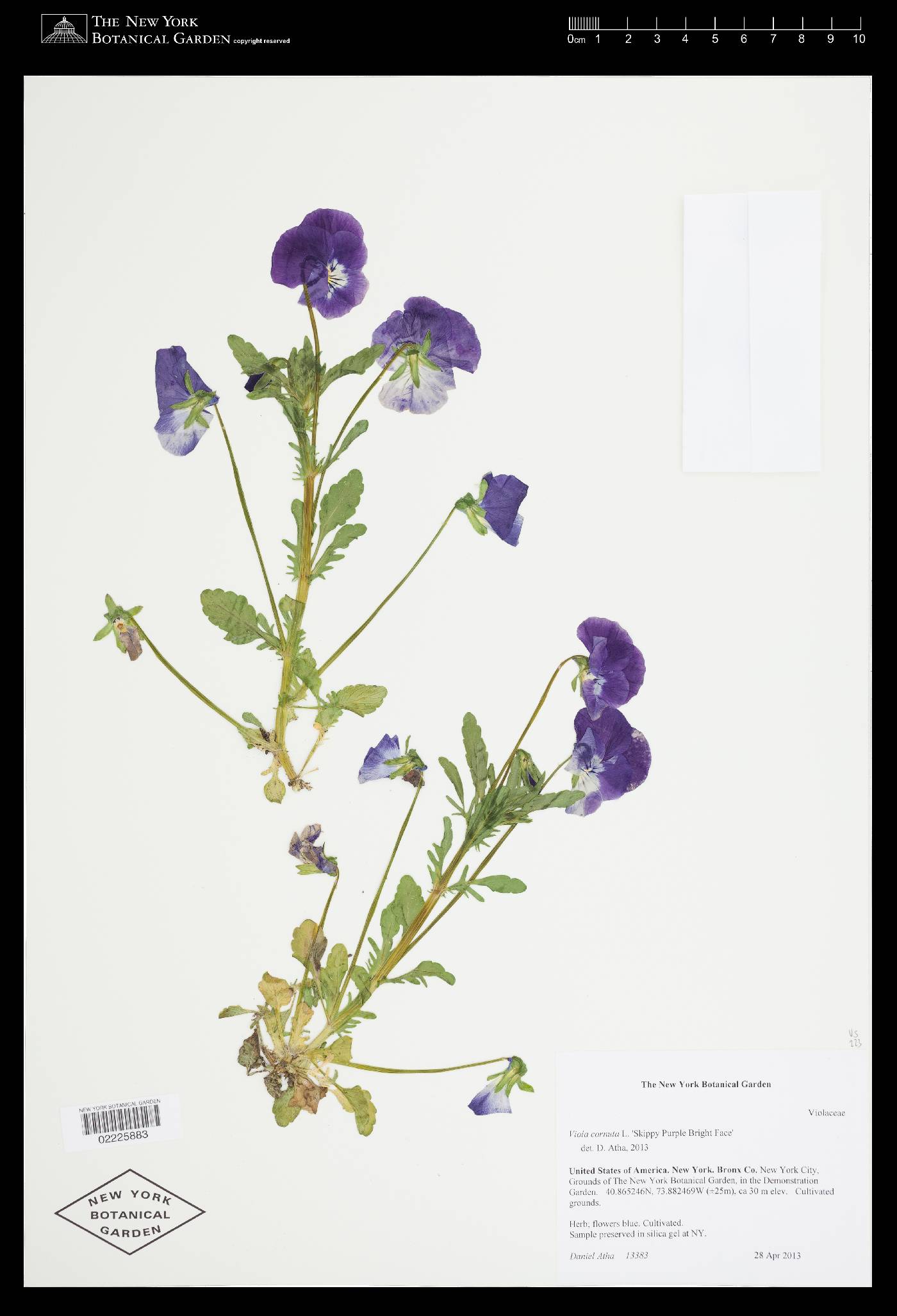 Viola cornuta image