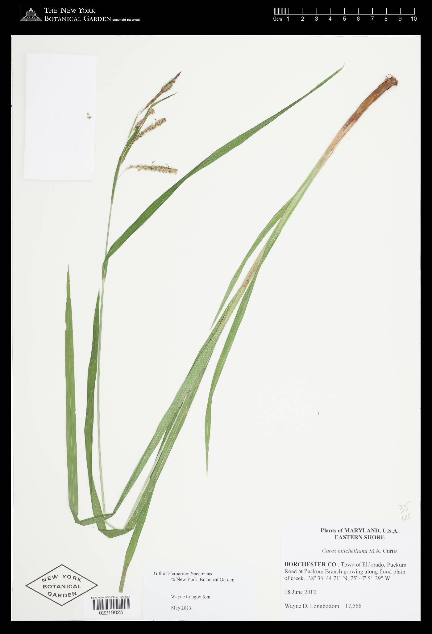 Carex mitchelliana image