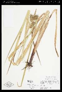 Carex lupuliformis image