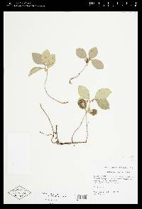 Gaultheria procumbens image