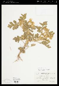 Solanum rostratum image