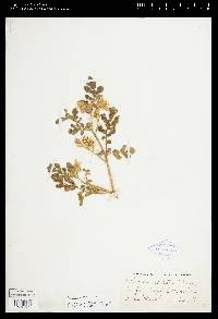 Solanum rostratum image