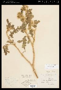 Solanum rostratum image