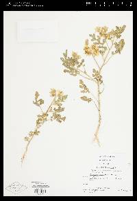 Solanum rostratum image