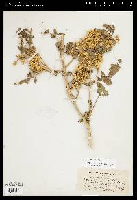 Solanum rostratum image