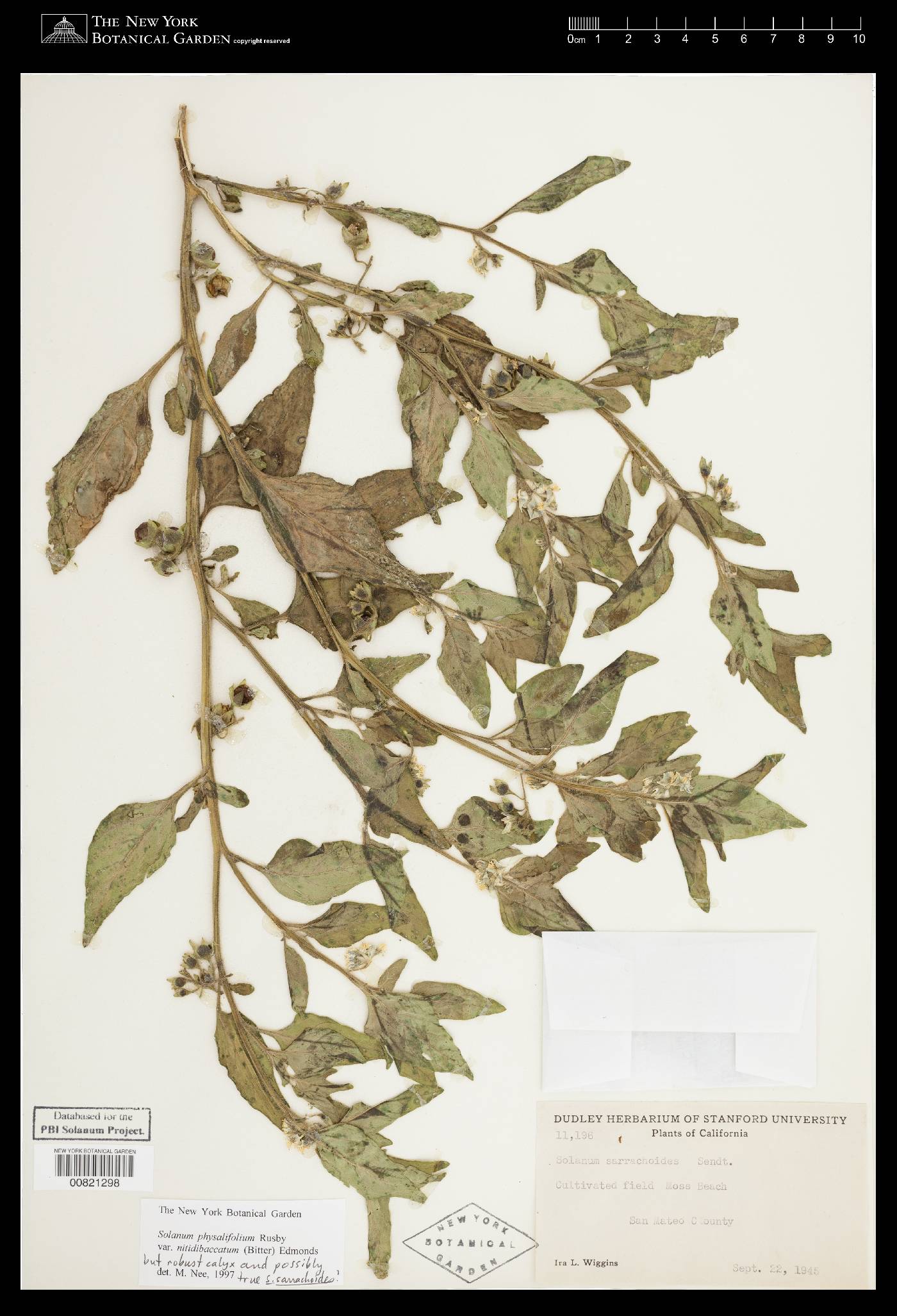 Solanum sarrachoides image