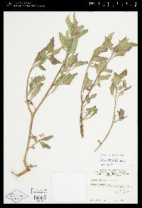 Solanum physalifolium var. nitidibaccatum image