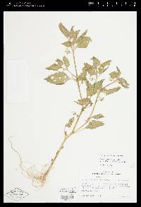 Solanum physalifolium var. nitidibaccatum image