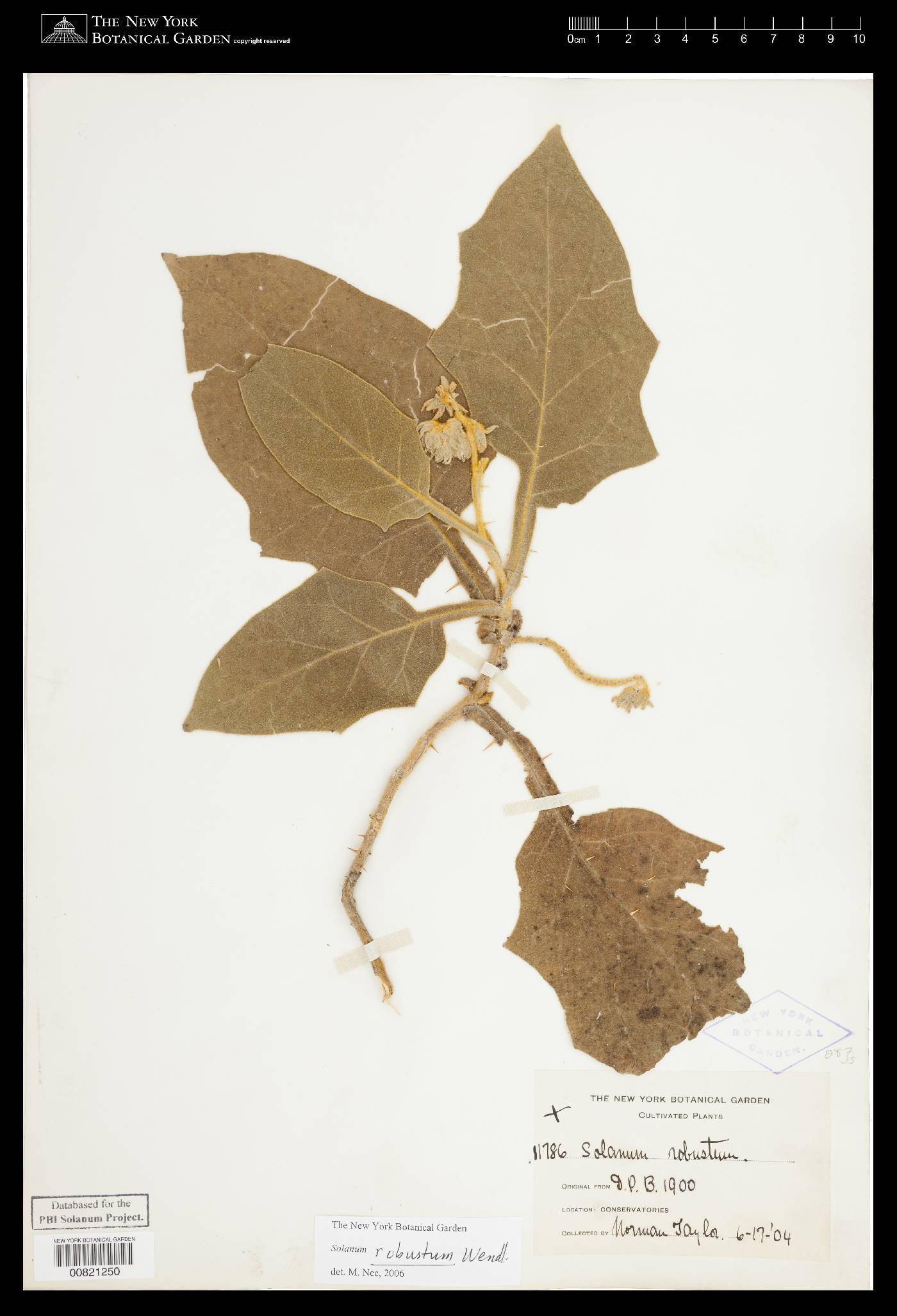 Solanum robustum image