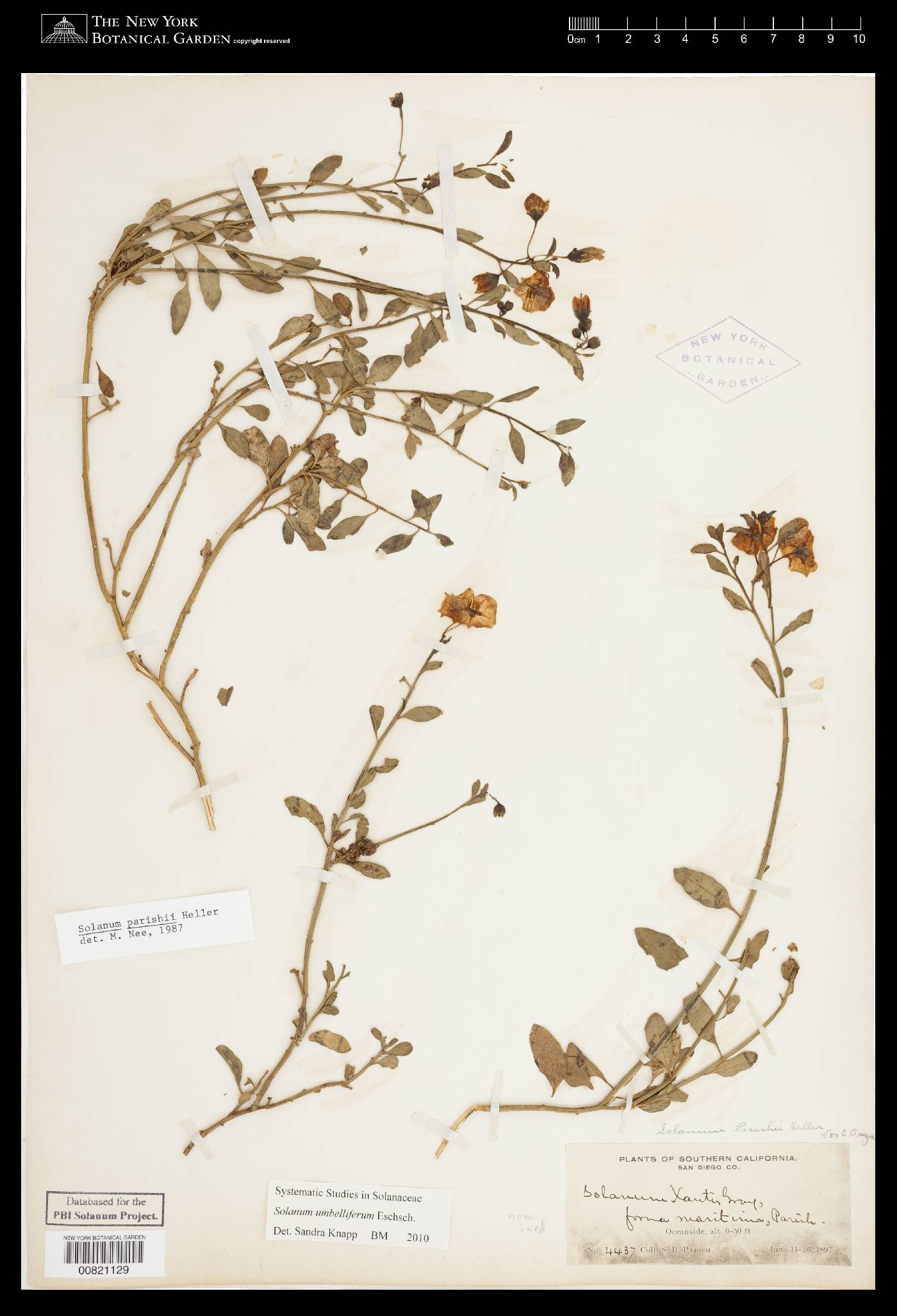 Solanum umbelliferum image