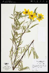 Bidens polylepis image