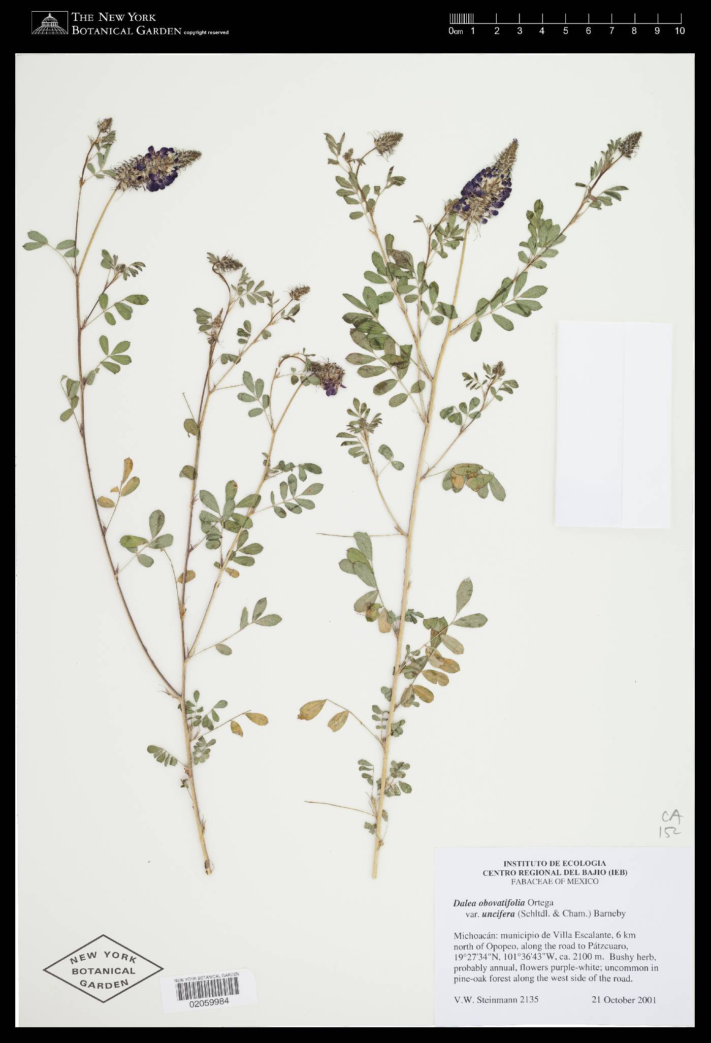 Dalea obovatifolia var. uncifera image