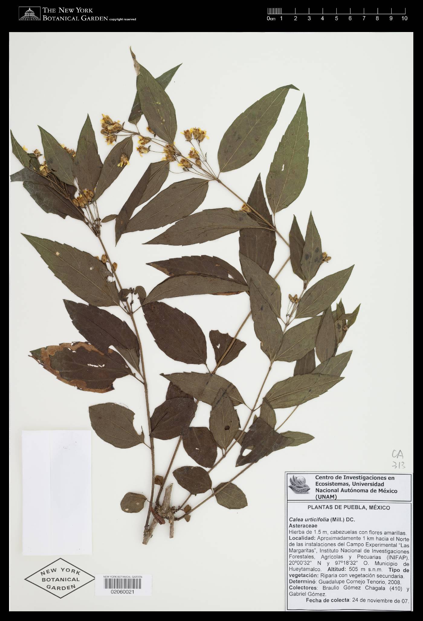 Calea urticifolia image