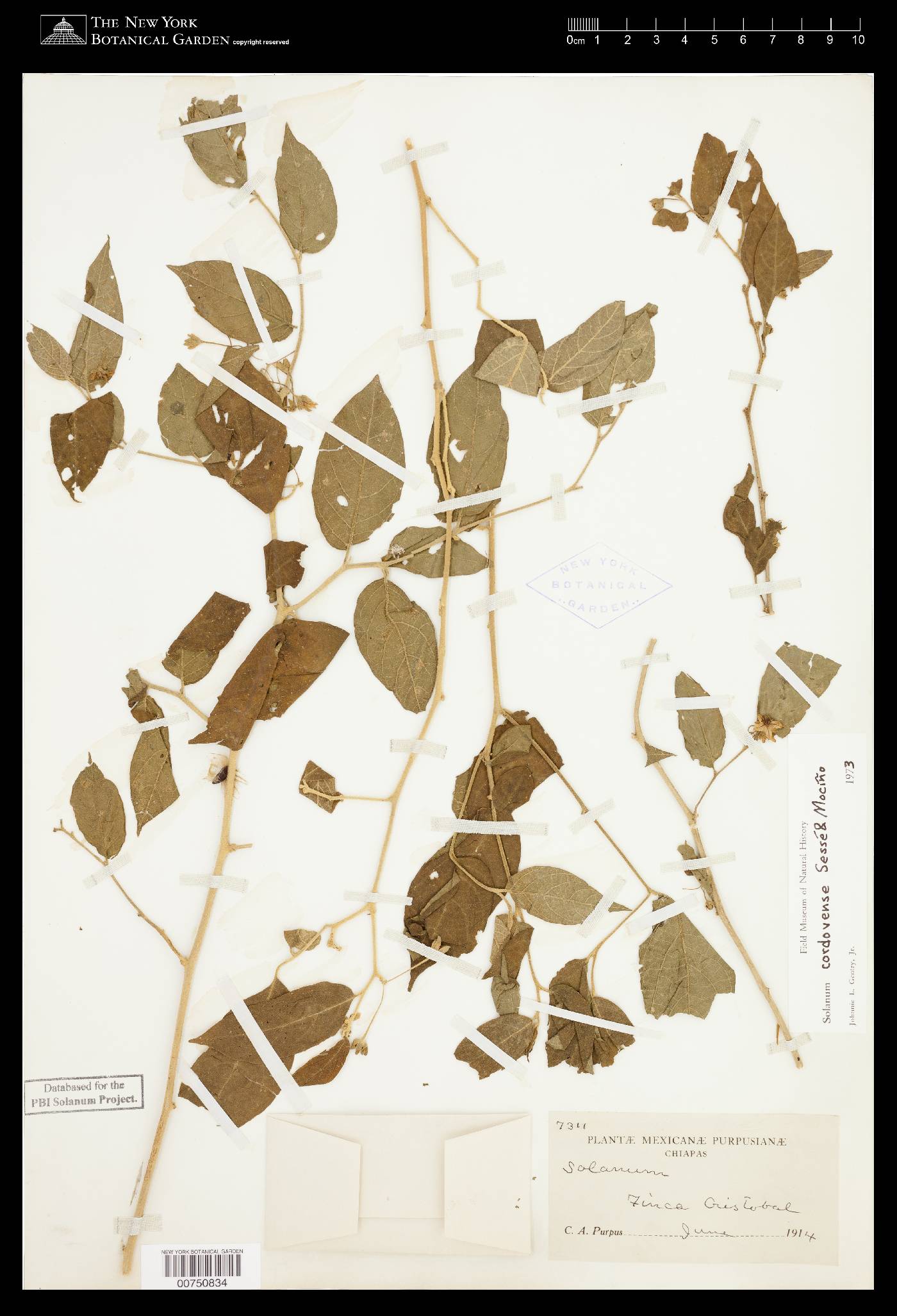 Solanum cordovense image