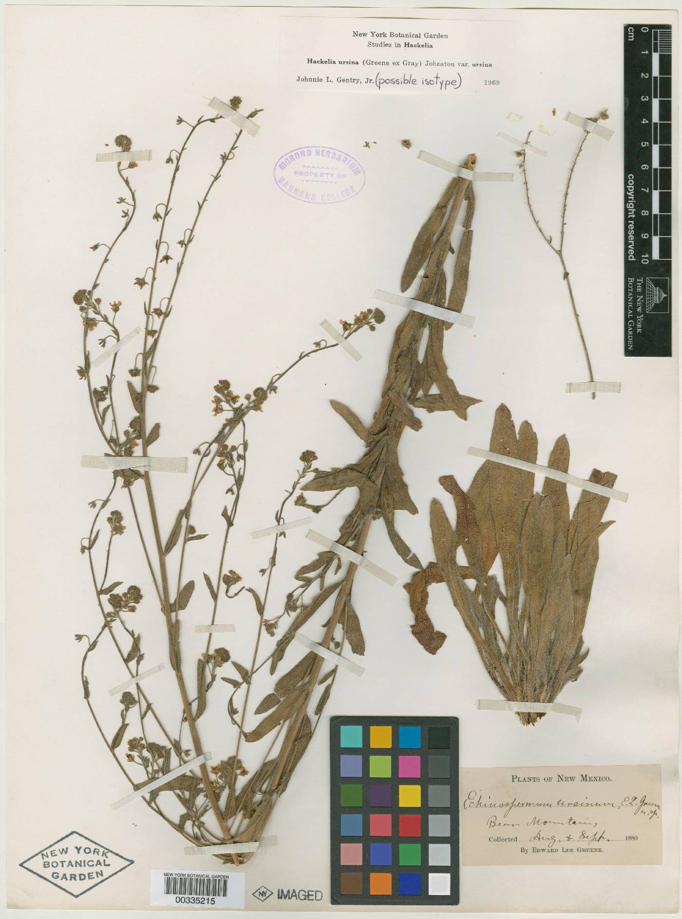 Echinospermum ursinum image
