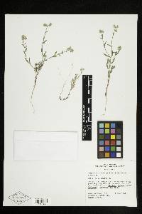 Cryptantha pterocarya image