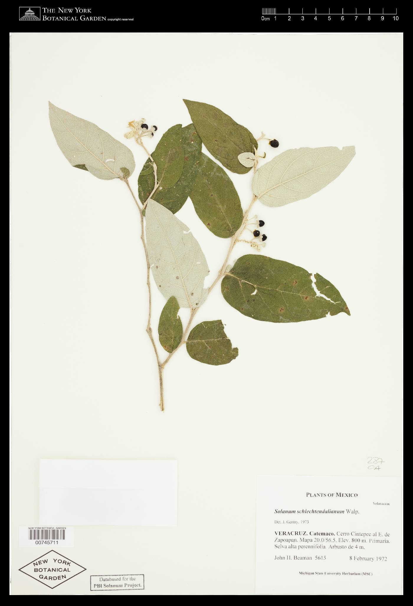 Solanum schlechtendalianum image