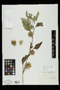 Nicandra physalodes image