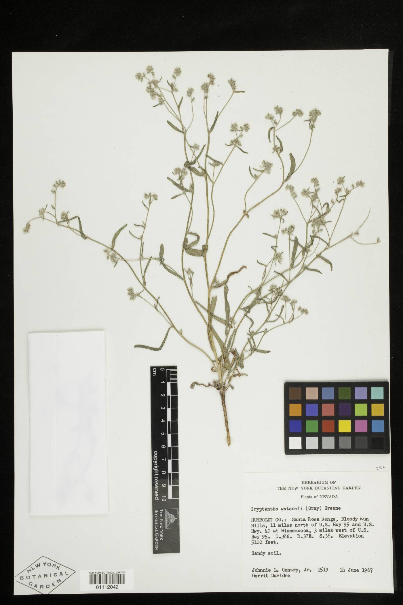 Cryptantha watsonii image