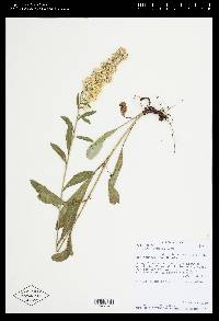 Solidago simplex image