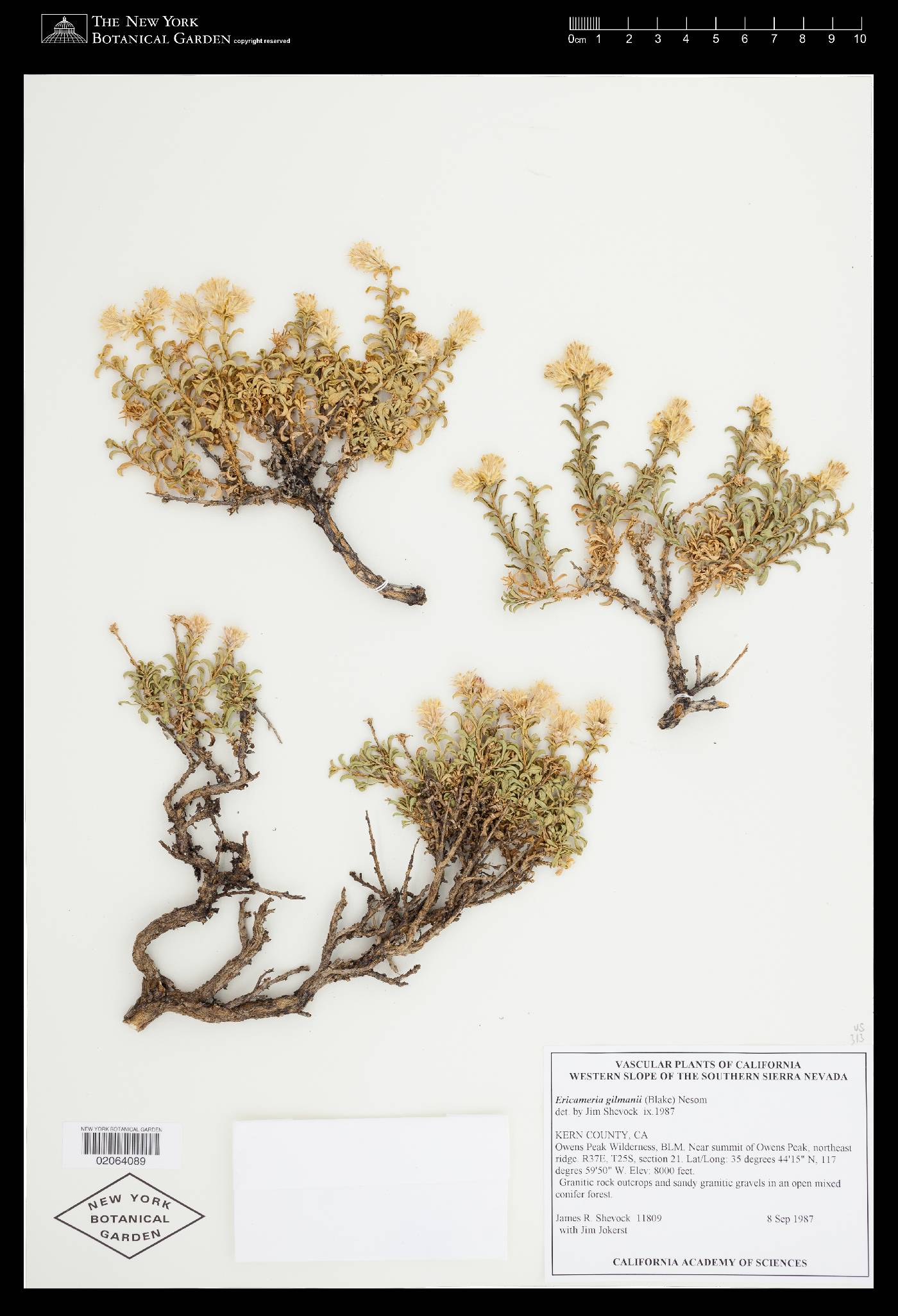 Ericameria gilmanii image