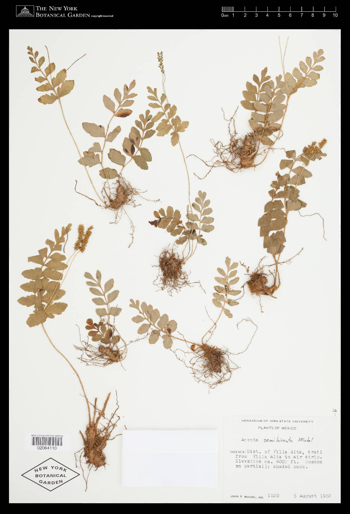 Anemia semihirsuta image