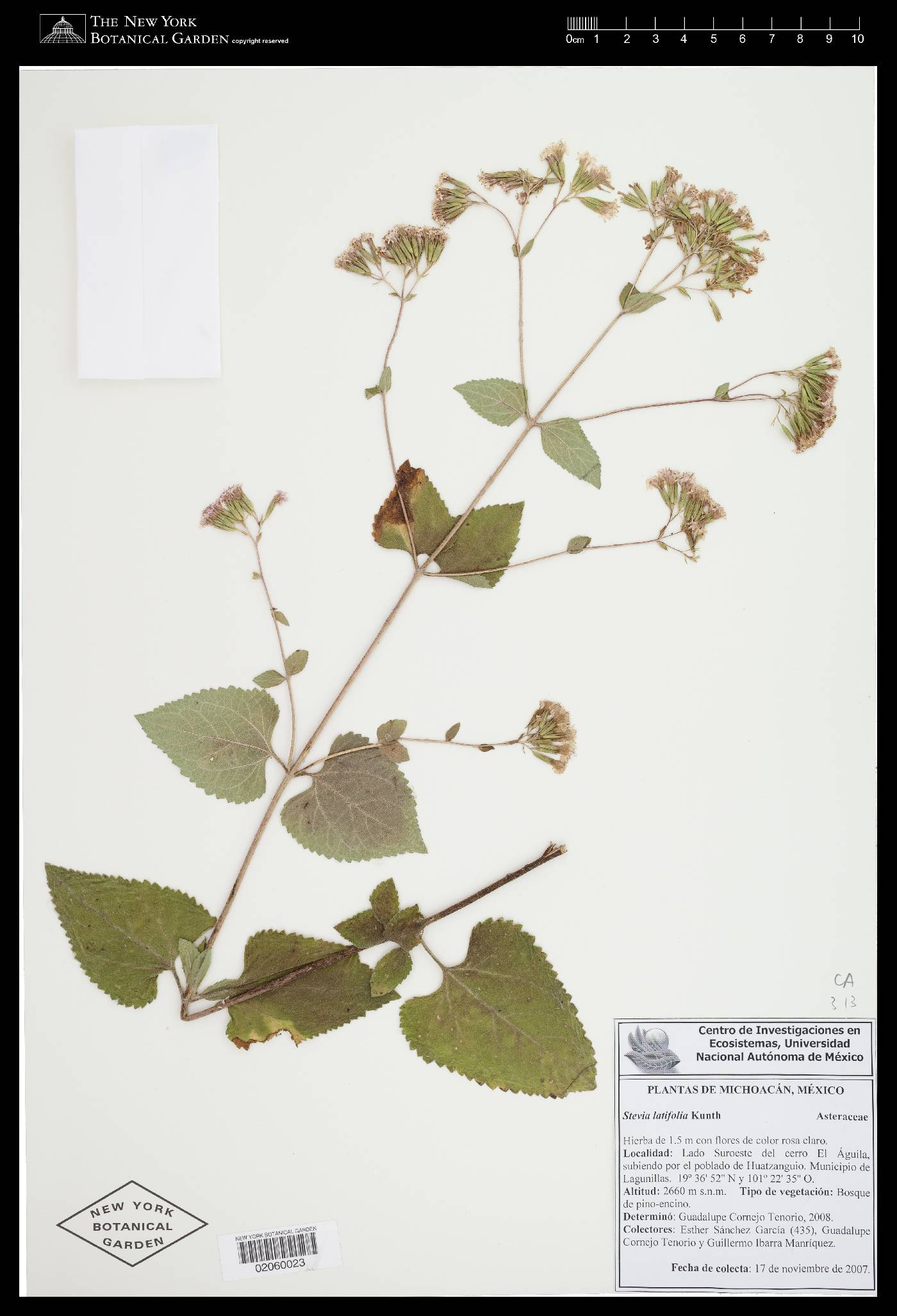 Stevia latifolia image