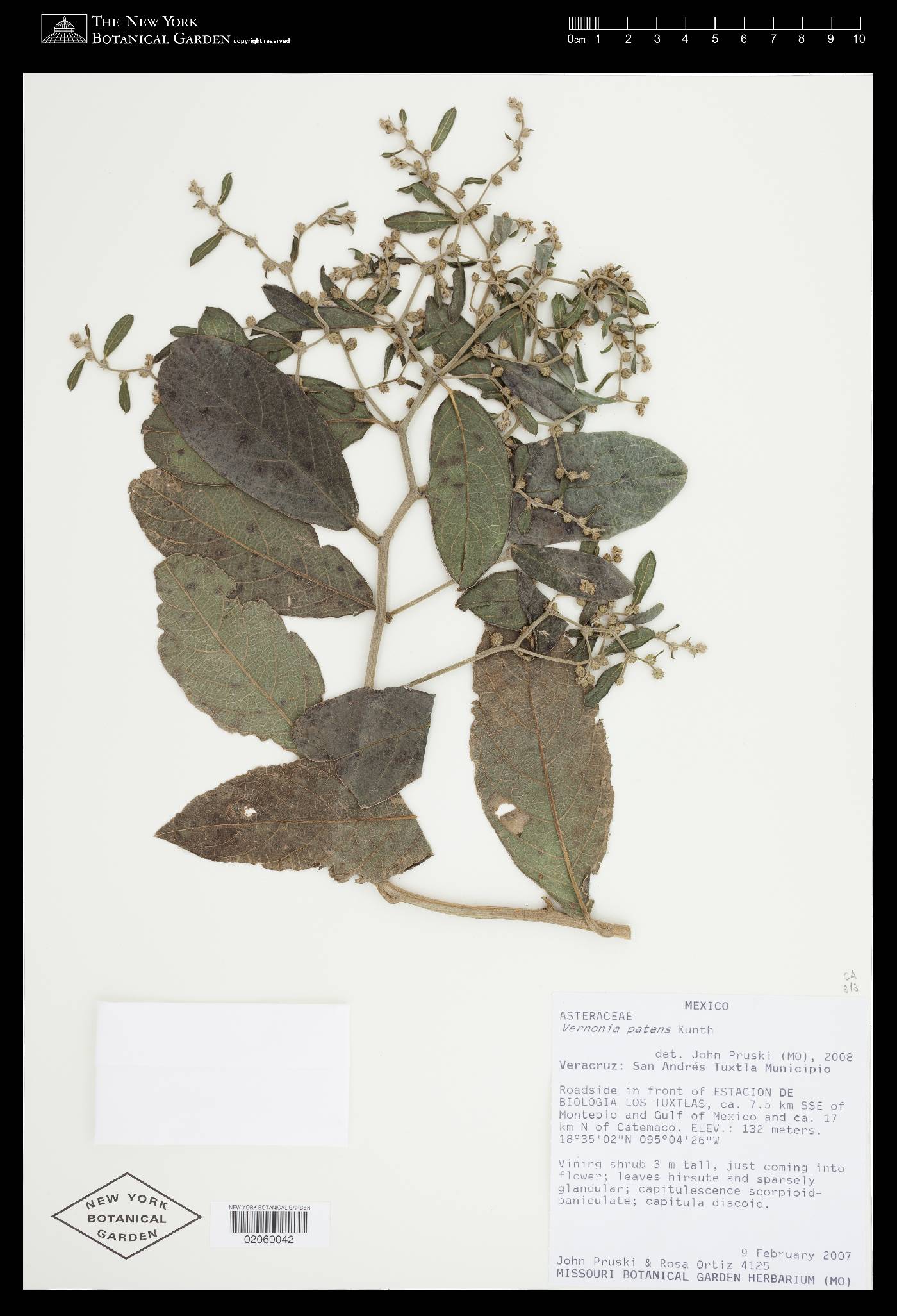 Vernonia patens image