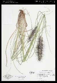 Pennisetum alopecuroides image