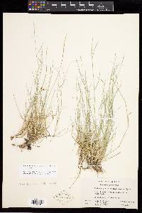 Muhlenbergia richardsonis image