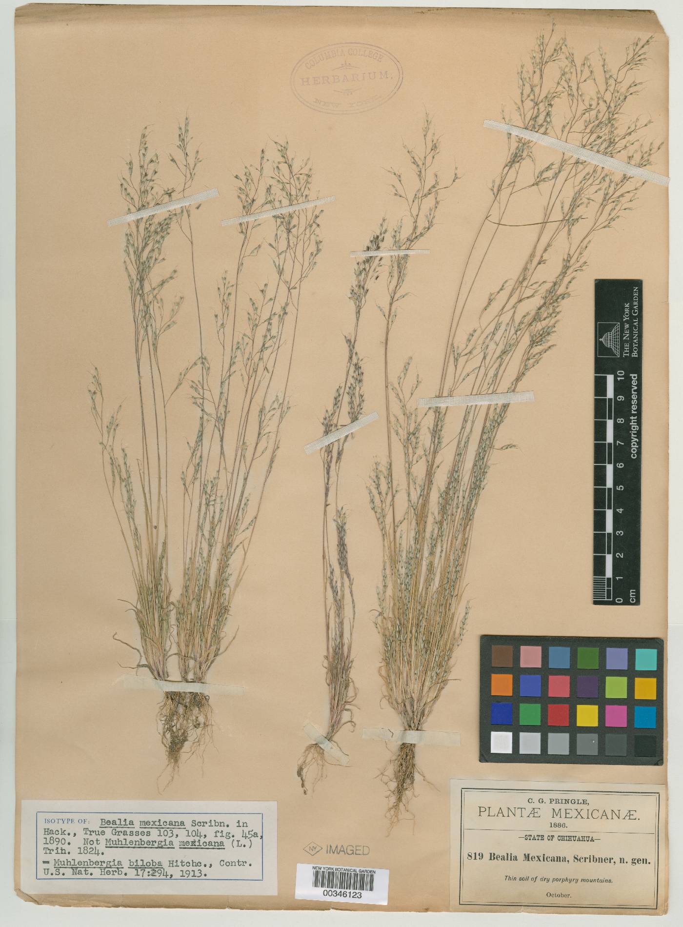 Muhlenbergia biloba image