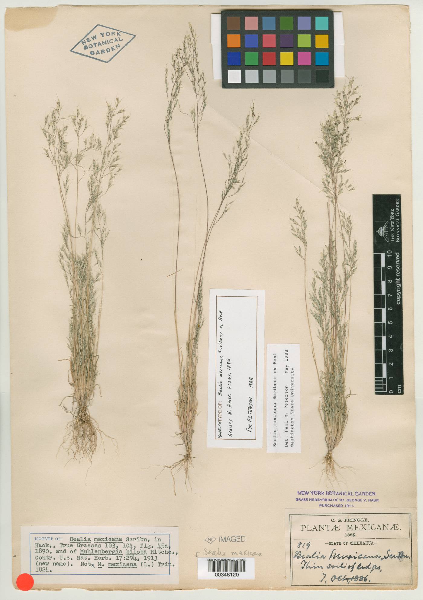 Muhlenbergia biloba image