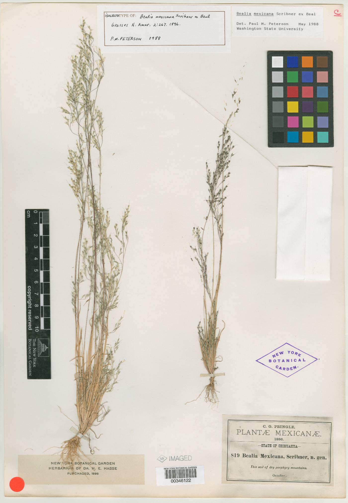 Muhlenbergia biloba image