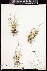 Muhlenbergia richardsonis image