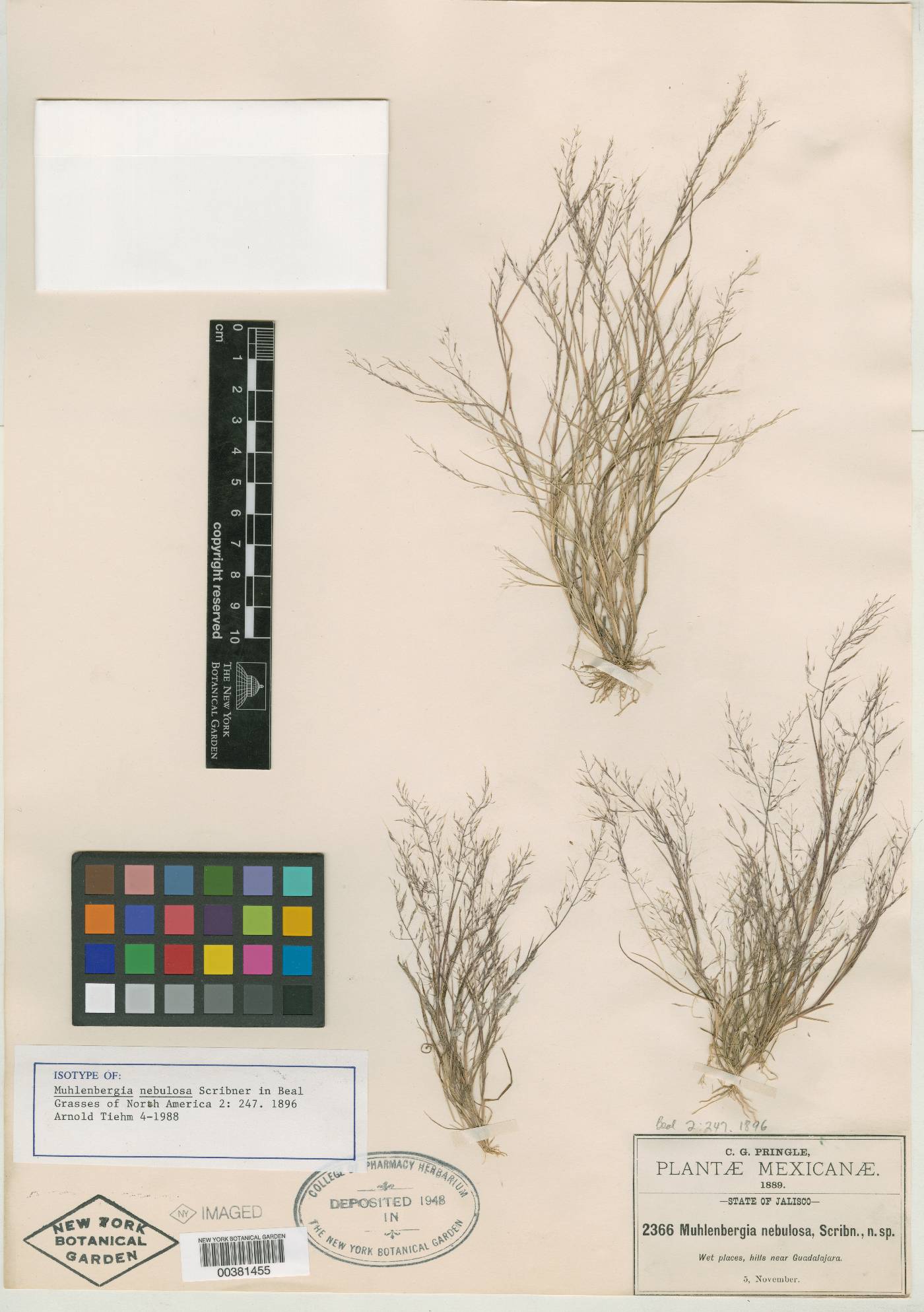 Muhlenbergia tenuissima image