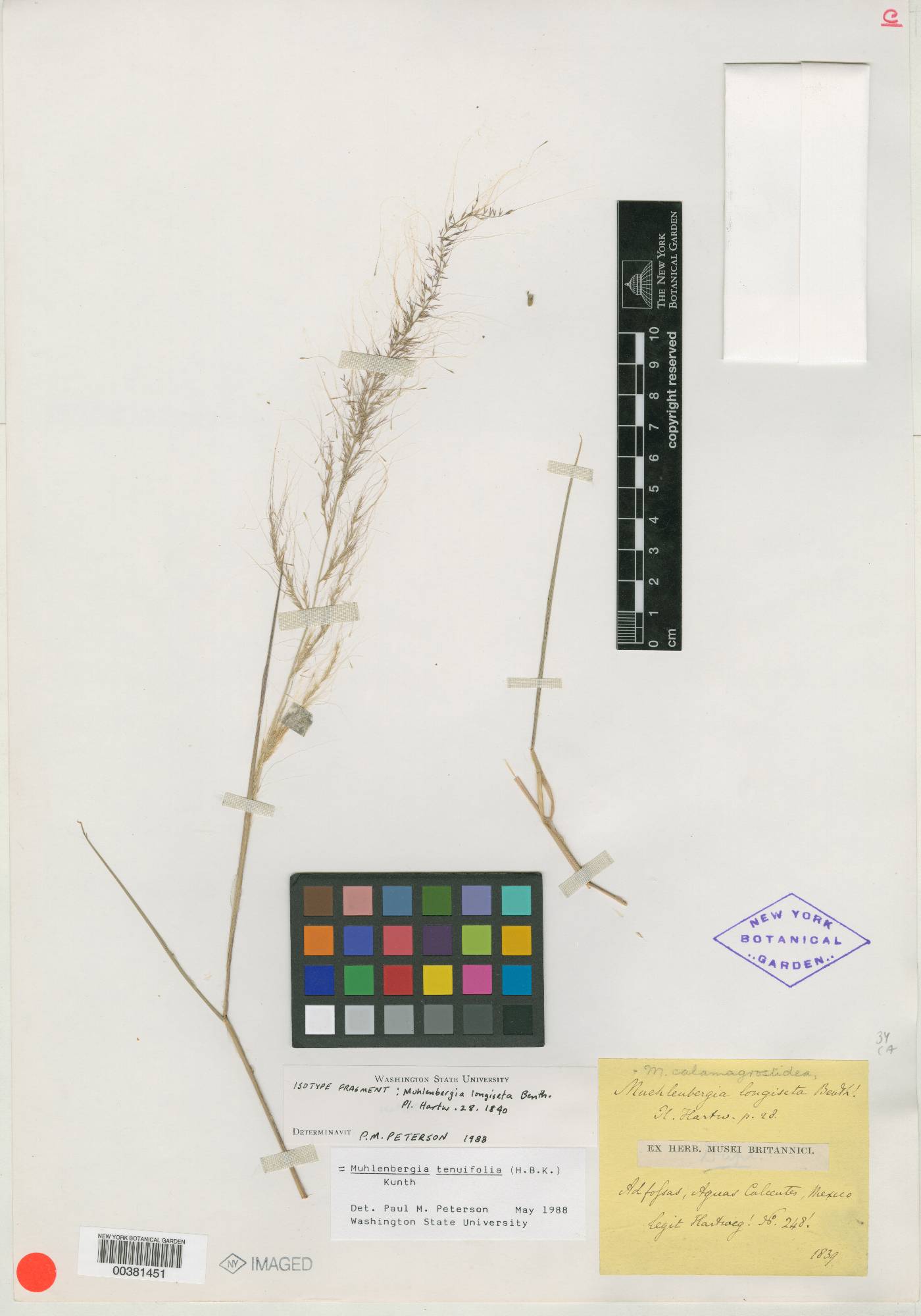 Muhlenbergia tenuifolia image