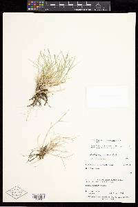 Muhlenbergia richardsonis image