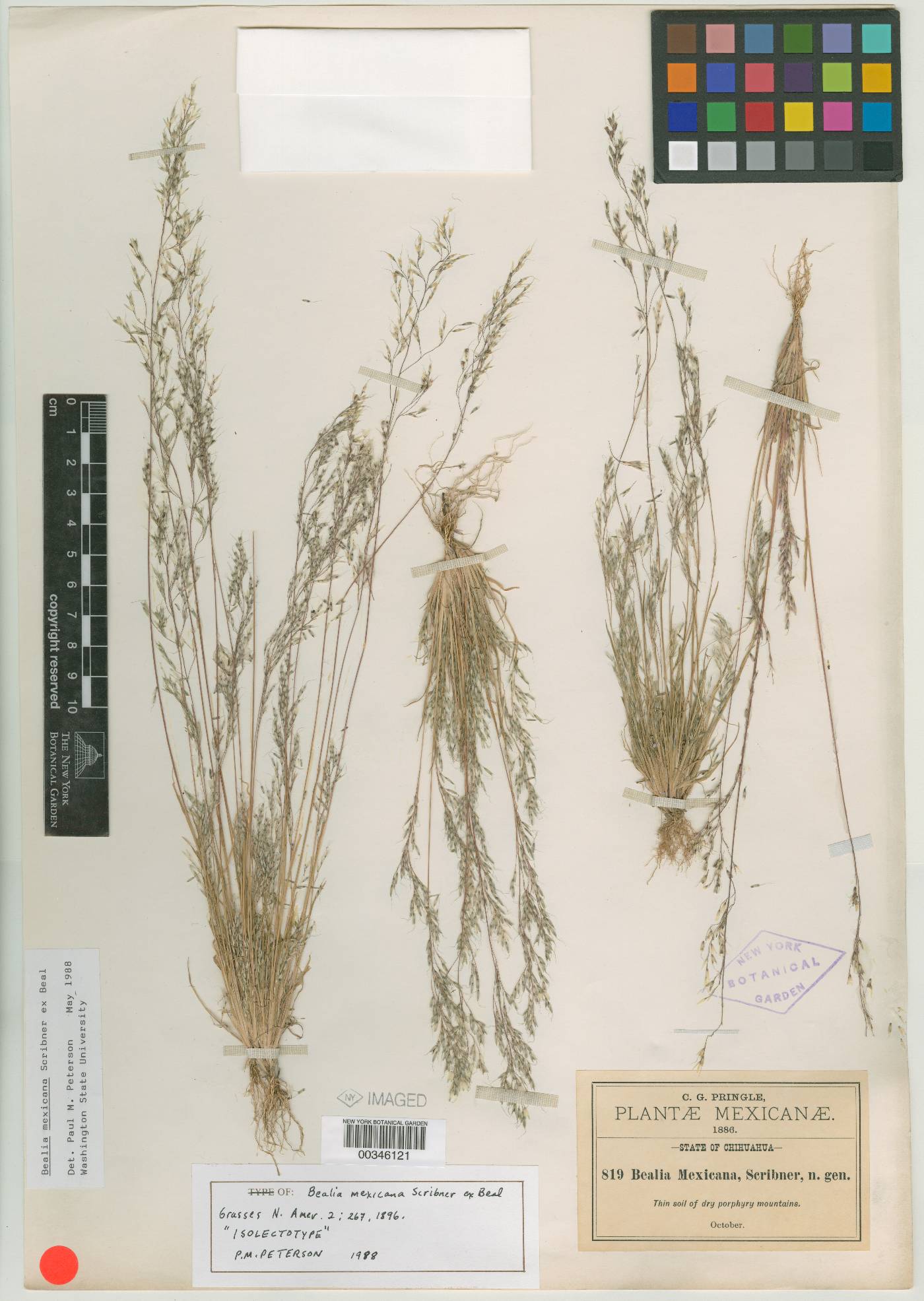 Muhlenbergia biloba image