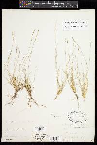 Muhlenbergia richardsonis image